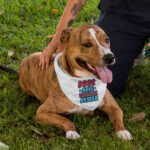 Dogs Make Everything Better Pet Bandana - Print Dog Bandana - Quote Pet Scarf - Image 5