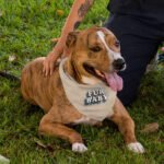 Fur Baby Pet Bandana - Colorful Dog Bandana - Word Art Pet Scarf - Image 5