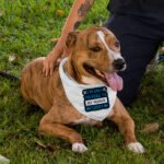 Only Talking to My Human Pet Bandana - Phrase Dog Bandana - Funny Pet Scarf - Image 5