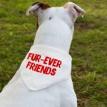 Cute Kawaii Pet Bandana Collar - Trendy Scarf Collar - Printed Dog Bandana - Image 3