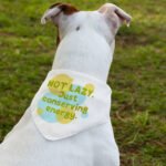 I Am Not Lazy Pet Bandana Collar - Quote Scarf Collar - Themed Dog Bandana - Image 3