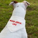 Woof Pet Bandana Collar - Funny Scarf Collar - Cool Dog Bandana - Image 3