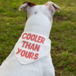 Cool Design Pet Bandana Collar - Sarcastic Scarf Collar - Quote Dog Bandana - Image 3