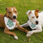 Funny Pet Bandana Collar - Printed Scarf Collar - Cool Dog Bandana - Image 4