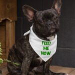Feed Me Pet Bandana - Cool Dog Bandana - Best Design Pet Scarf - Image 3