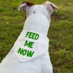 Feed Me Pet Bandana Collar - Cool Scarf Collar - Best Design Dog Bandana - Image 3