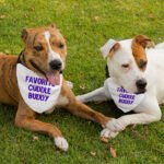 Cuddle Buddy Pet Bandana Collar - Kawaii Scarf Collar - Cool Design Dog Bandana - Image 4