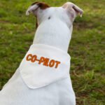 Co Pilot Pet Bandana Collar - Best Print Scarf Collar - Cool Quote Dog Bandana - Image 3