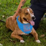 Cute but Psycho Pet Bandana - Beautiful Dog Bandana - Phrase Pet Scarf - Image 5