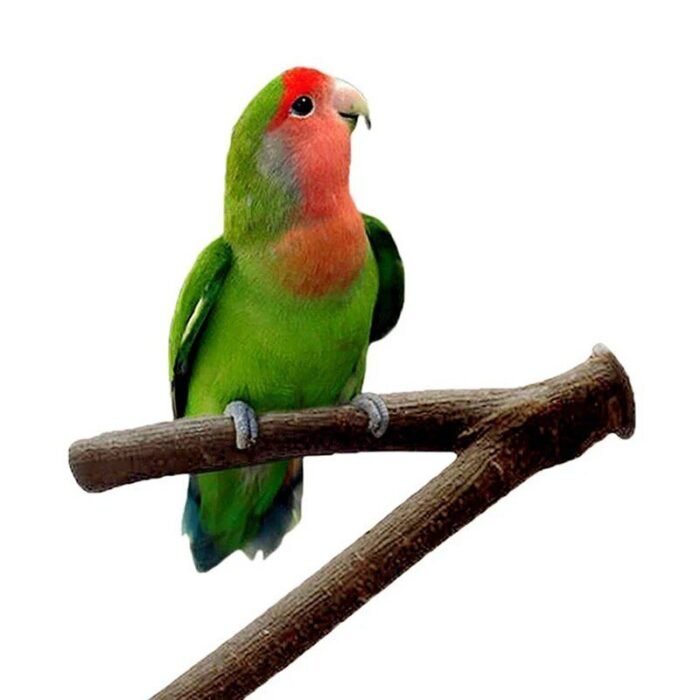 Natural Wood Parakeet Play Perch - Image 4