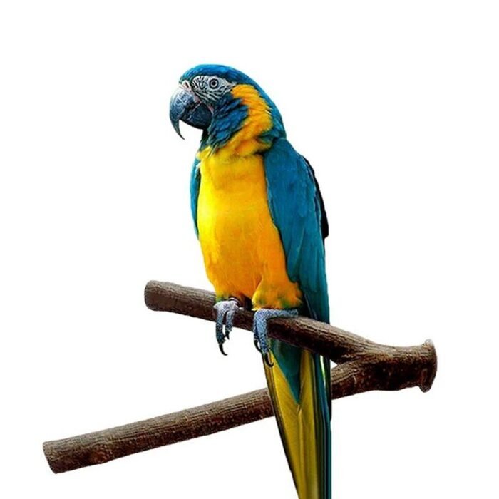 Natural Wood Parakeet Play Perch - Image 5