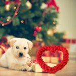 Heart-Shaped Cotton Rope Dog Chew Toy for Teeth Cleaning and Training - Image 3
