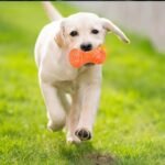 Durable Rubber Dog Chew Toy: Interactive Puppy Teething & Play Bone - Image 6