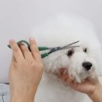 Round-Tip Professional Pet Grooming Scissors for Dogs and Cats - Image 6