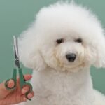 Round-Tip Professional Pet Grooming Scissors for Dogs and Cats - Image 5