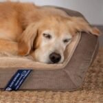 Luxurious Large Orthopedic Gel Memory Foam Dog Couch Bed - Image 3