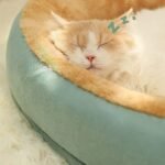 Cozy Comfort Cotton Pet Bed for Cats and Small Dogs - Image 4