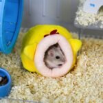 Small Pet Cotton Nest - Image 5