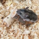 Natural Wood Hamster Chew Toy - Image 4
