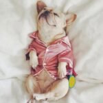 Luxury Pet Dog Pajamas - Image 2