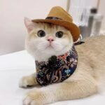 Pet Cowboy Hat - Image 6