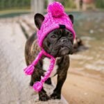 Winter Knitted Dog Hat with Fluffy Pompon for Small to Medium Pets - Image 6