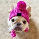 Winter Knitted Dog Hat with Fluffy Pompon for Small to Medium Pets - Image 7