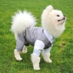 Elegant Cotton Wedding Suit for Small Dogs - Image 2