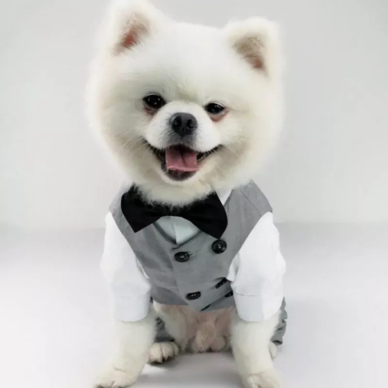97892-58ae64.webp Elegant Cotton Wedding Suit for Small Dogs - Image 1
