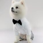 Elegant Cotton Wedding Suit for Small Dogs - Image 5