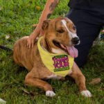 Cuter Than Your Boyfriend Pet Bandana - Funny Dog Bandana - Colorful Pet Scarf - Image 5