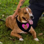 Happy Dog Happy Life Pet Bandana - Phrase Dog Bandana - Art Print Pet Scarf - Image 5