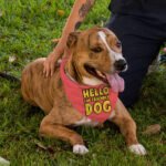 I'm Friendly Dog Pet Bandana - Themed Dog Bandana - Cute Pet Scarf - Image 5