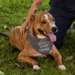 Assistant Branch Manager Pet Bandana - Minimalist Dog Bandana - Print Pet Scarf - Image 5